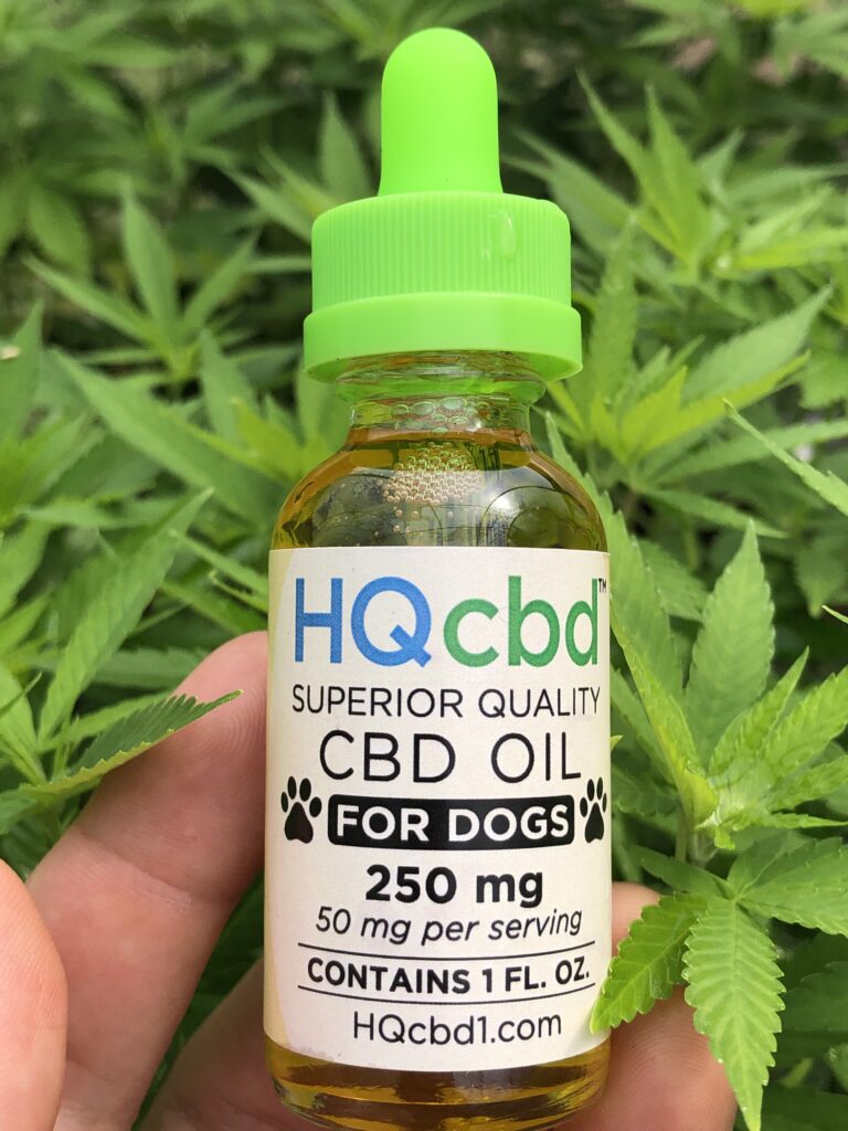 CBD oil for dogs